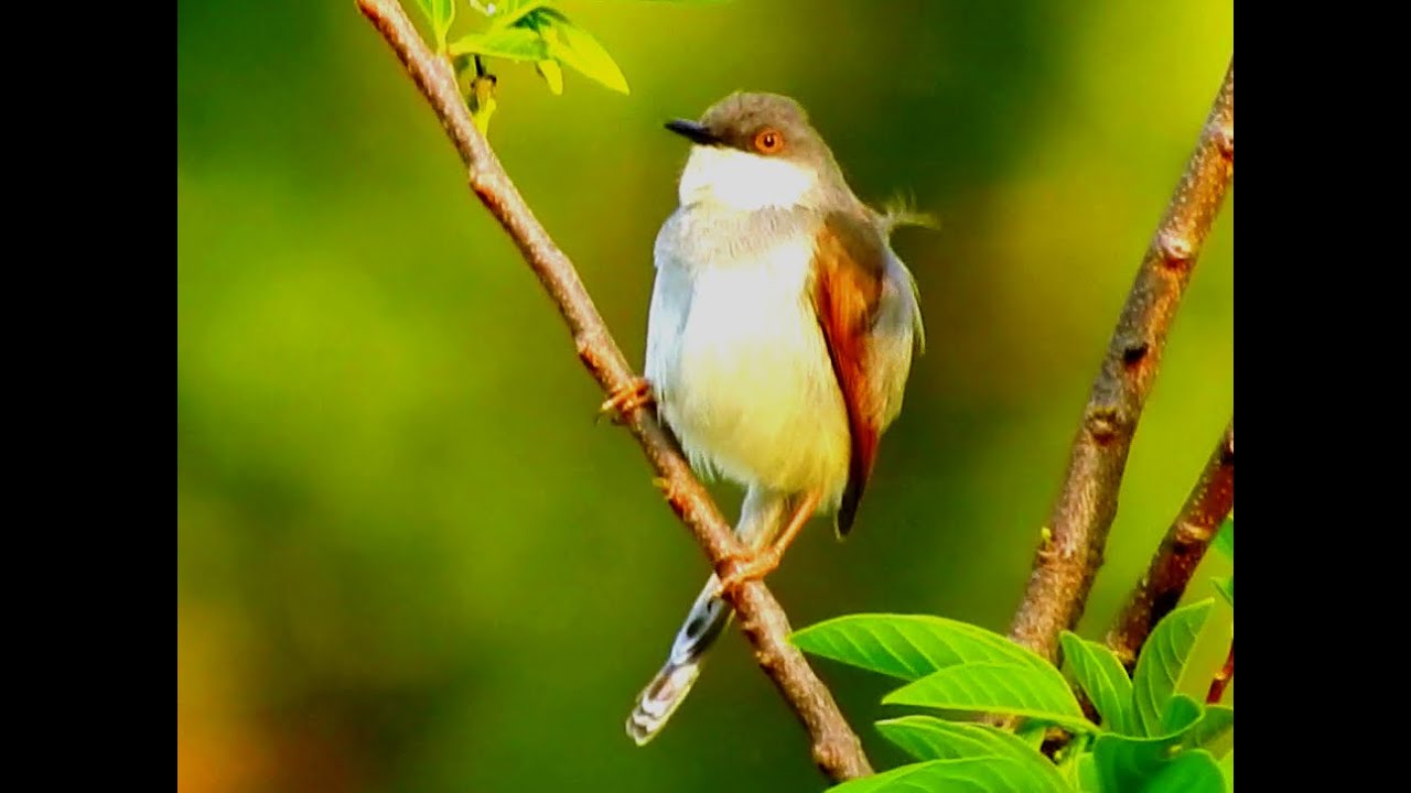 Grey-breasted Prinia (Male) Bird 