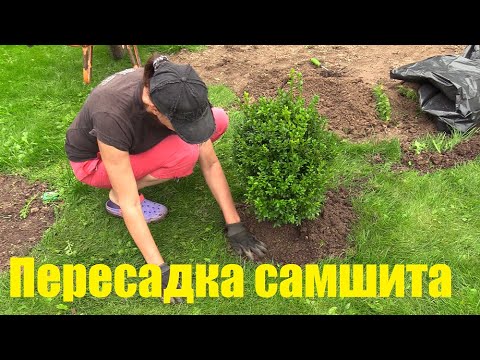 Осенняя пересадка взрослых самшитов по всем правилам.