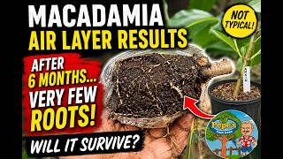 Macadamia Air Layer After 6 Months — Very Few Roots! Will It Survive?