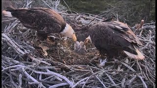 Sauces Channel Bald Eagle Cam ~ A Dual Feeding For Triplets 3.18.18 18