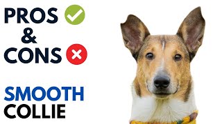 Smooth Collie Pros and Cons | Smooth Collie  Advantages and Disadvantages