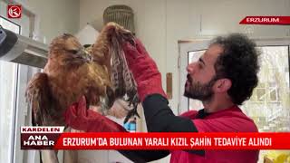 Kardelen Tv Erzurumda Bulunan Yaralı Kızıl Şahin Tedaviye Alındı