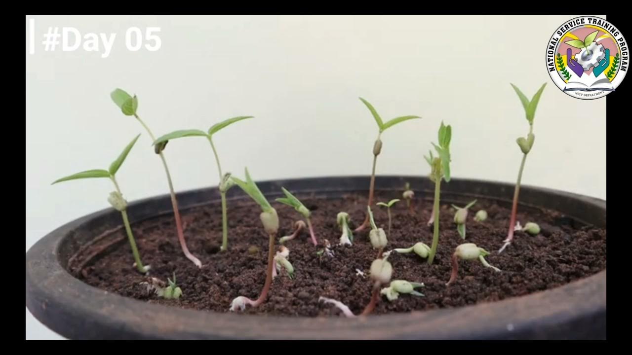 MONGGO SEED Growth for 10 Days YouTube