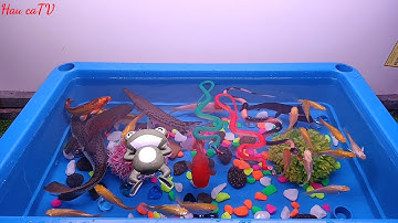 Tổng hợp các loại cá cảnh đẹp, động vật dễ thương, cá Koi, tai tượng châu phi, rắn, trê báo...