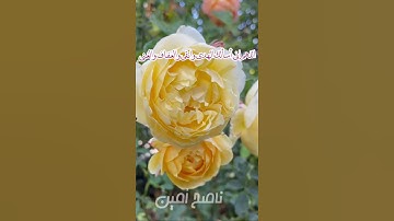 إن الله عنده علم الساعة وينزل الغيث ويعلم مافي الأرحام☝😭_تلاوة خاشعة ومؤثرة للشيخ ماهر المعيقلي😭💛