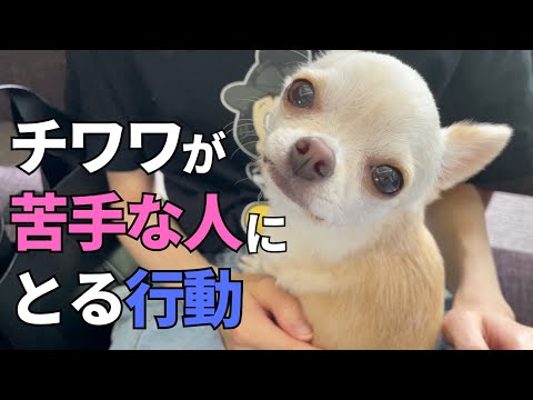 こんなに分かりやすくされると少しショックですよね・・・笑《チワワが苦手な人にとる行動》