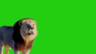 Green screen roaring lion HD with sound