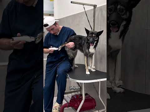 😰СОБАКА ПОДПИСЧИКА ЧУТЬ НЕ СОЖРАЛА МЕНЯ. ГРУМИНГ-ВЫЖИВАНИЕ #собаки #груминг #tbilisi #georgia #dogs