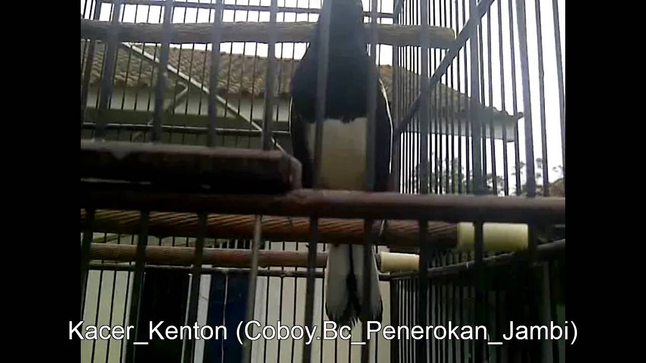 Burung Kacer Ngerol Kenari Youtube Oleh admindiposting pada januari 30, 2020juli 1, 2020. burung kacer ngerol kenari youtube