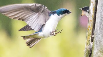 Extraordinary Love and Dedication... Tree Swallows at Marymoor Park