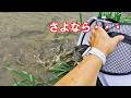 釣ったウナギのかけ流し飼育 【うなぎ飼育】