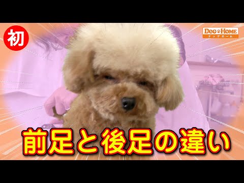 初来店:フワッと可愛い頭の出来上がり。 トリミングにも慣れてきました。。。前脚は苦手!? 【トイプードルのヘンドリックスちゃんのカット編】୨୧∵トリミング サロン DOG HOME ドッグホーム∵୨୧