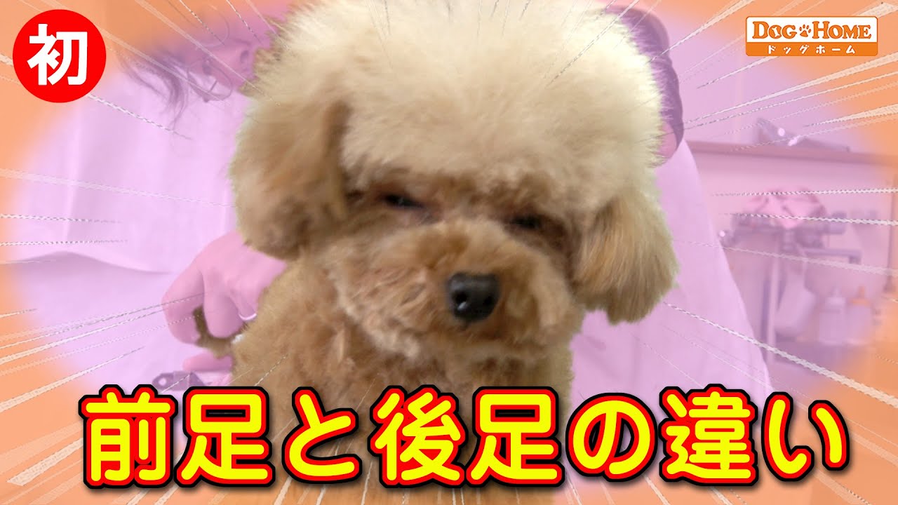 初来店：フワッと可愛い頭の出来上がり。　トリミングにも慣れてきました。。。前脚は苦手！？　【トイプードルのヘンドリックスちゃんのカット編】୨୧∵トリミング サロン DOG HOME ドッグホーム∵୨୧