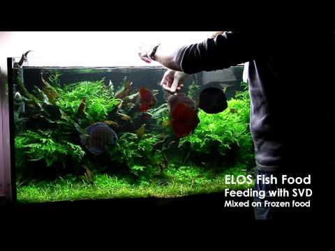 Feeding with ELOS FISH FOOD SV1 and SVD