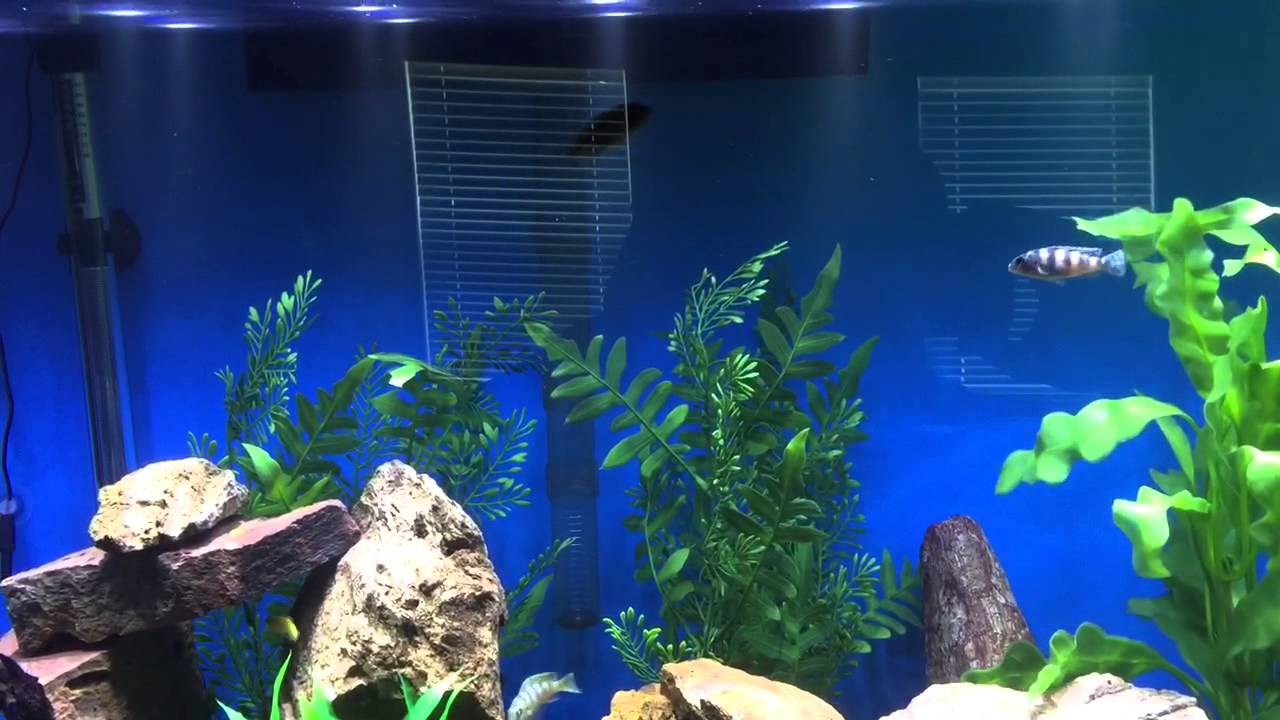 Update 60 gallon clear for life acrylic aquarium  YouTube