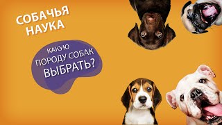 Породы собак. Какую выбрать?