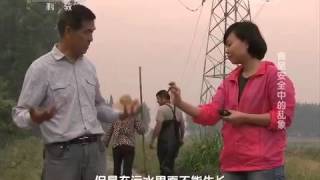 20150211 走近科学  食品安全中的乱象