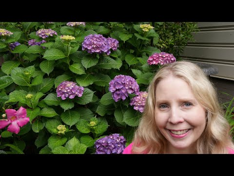 Backyard Hydrangeas: Hydrangea Tour Part 2 - YouTube