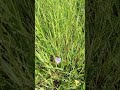 Аистник (цветок Erodium gruinum). иврит: макор-хасида гадоль מקור חסידה גדול