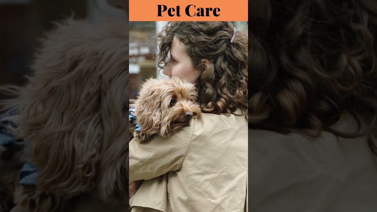 Ep2, lovely girl playing with her pet Dog, 