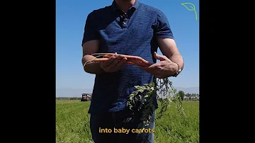 How do they get baby carrots?