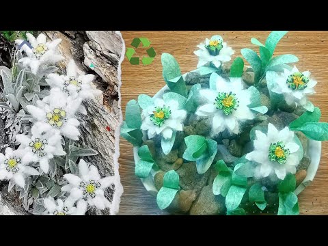 Paano Gawing Artipisyal ang Edelweiss mula sa Crackle Plastic