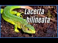 The Natural History & Taxonomy of Western Green Lizards | Species Spotlights #4, Lacerta bilineata