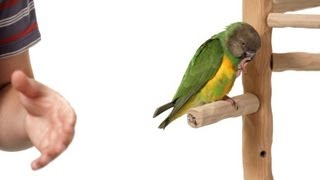 How to Stop Bird from Pooping on You | Parrot Training