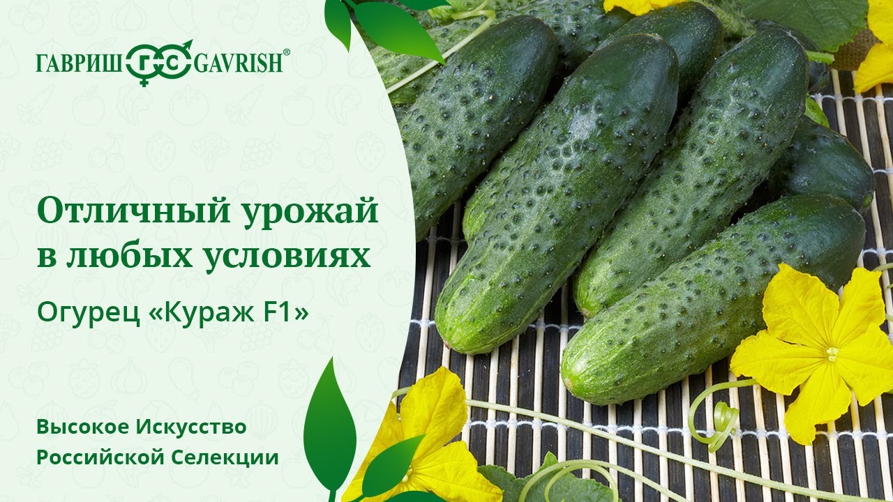 Огурцы Кураж Описание Сорта Фото