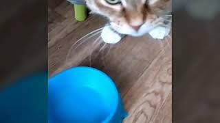 Только кошки знают, как получить пищу без труда👇🤣🤣🤣😘