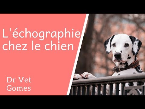 Vidéo: Que peut détecter l'échographie chez les chiennes gestantes?