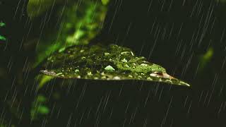 Fall Asleep In Minutes With The Sound Of Rain For Sleeping   Rain Sleep Sounds