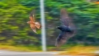 Crows vs. Birds of Prey. Kestrel hunting → aerial battle