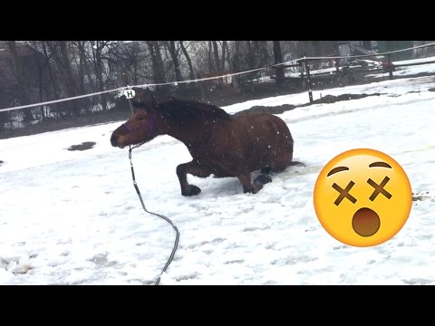 horseshoe bend FAIL - Horses on ICE - The terrible End of Winter