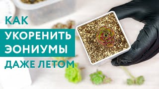 Эониумы: размножение черенками даже летом