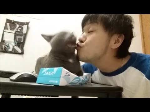 ティッシュ潰してる狂暴猫ちゃんにキッスしちゃうゾ - YouTube kokesukepapa
