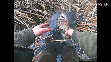 Muskrat Trapping  (Muskrat Madness!)
