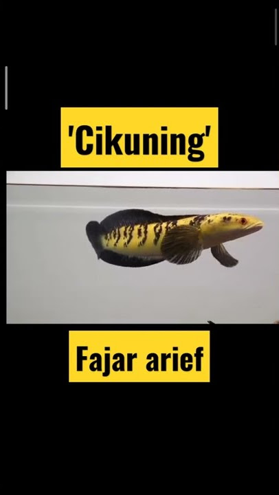 'Cikuning' Marunya Fajar arief|| #chana #chanamaruyellowsentarum #shorts #viral #viralshorts