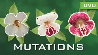 What is Mutation?