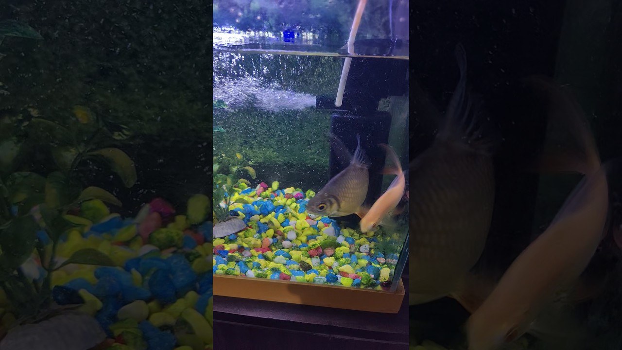 #music #song #fishaquarium 🐠🐬🐳🦈🐟🙏🙏