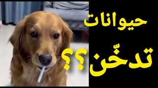 عندما تدخن الحيوانات