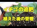 【いちごの苗作り】追肥のやり方!苺の苗を植えてから一ヶ月後の管理方法