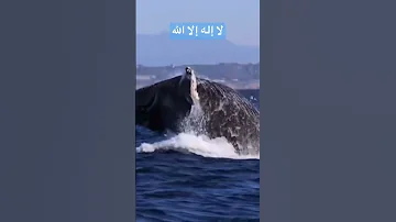 لا إله إلا الله مكررة 