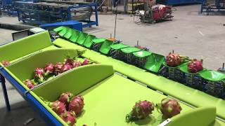 Dragon fruit /apple grader , sorting machine