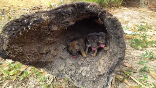Rescue Lost Mother Puppies Live In Wood Stump Crying For Food