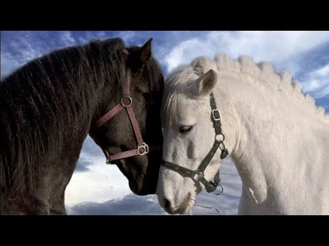 Видео: КЛИП ПРО ЛОШАДЕЙ,,,, Я ОЧЕНЬ СТАРАЛАСЬ,,, VIKA LOIS😊😊😊🐴🐴🐴🐴🐴🐴