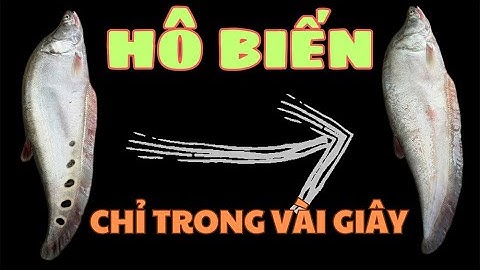 HÔ BIẾN CÁ NÀNG HAI THÀNH CÁ THÁT LÁT|| PHÂN BIỆT THÁT LÁT VỚI CÁ NÀNG HAI HAY THÁT LÁT CƯỜM NUÔI