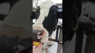 Эксперимент над животными (гуманный). Если корове дать лимон понюхать или лизнуть?  Что будет?