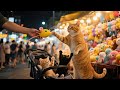 Mama Cat Trims Fur on the Farm and Makes Tiger Hat For Kittens At Home bhut video cartoon
