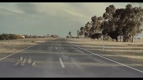 Tesla autopilot detects DUCKS crossing highway and swerves just in time to save them